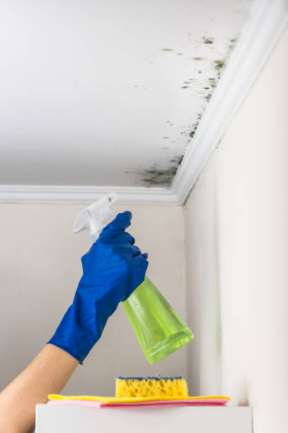 Best Preventive Mold Services in Hwatha, IA