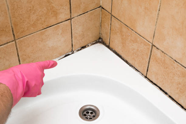 Best Health and Safety Mold Remediation in Hwatha, IA